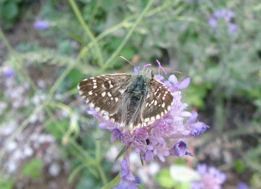 Pyrgus sp.